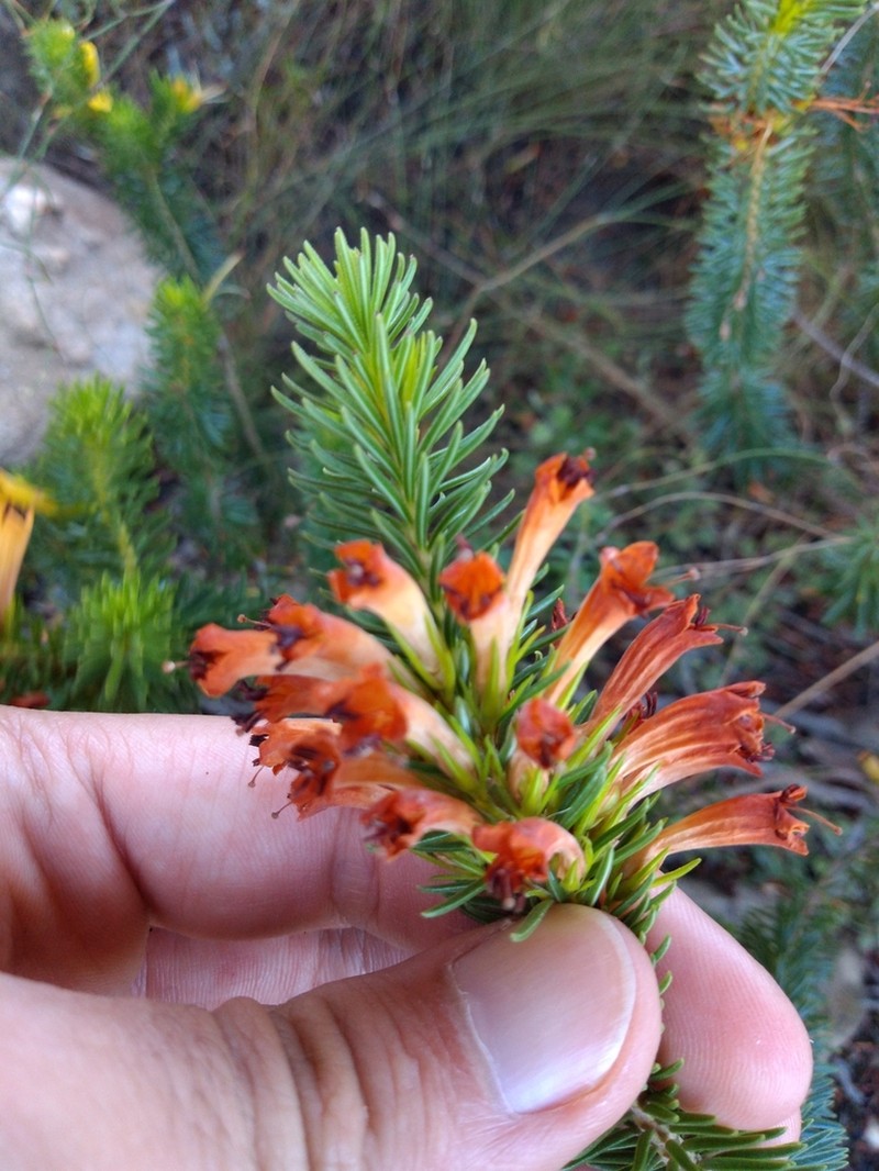Erica situshiemalis photo 4