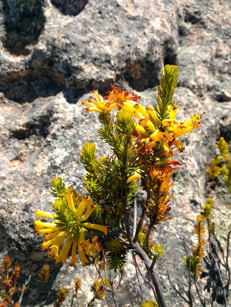 Erica situshiemalis photo 5