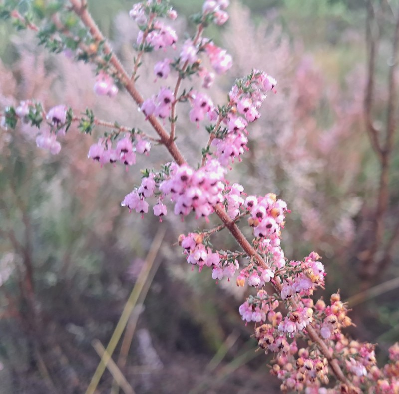 Erica sparsa var. sparsa