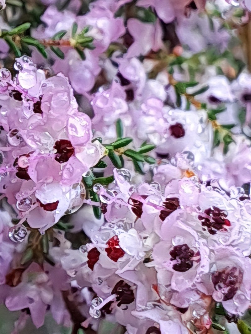 Erica sparsa var. sparsa photo 2