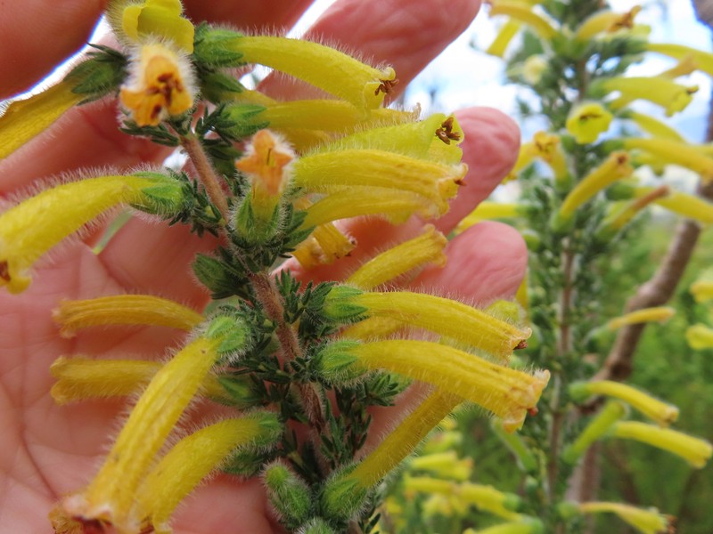 Erica stagnalis subsp. stagnalis