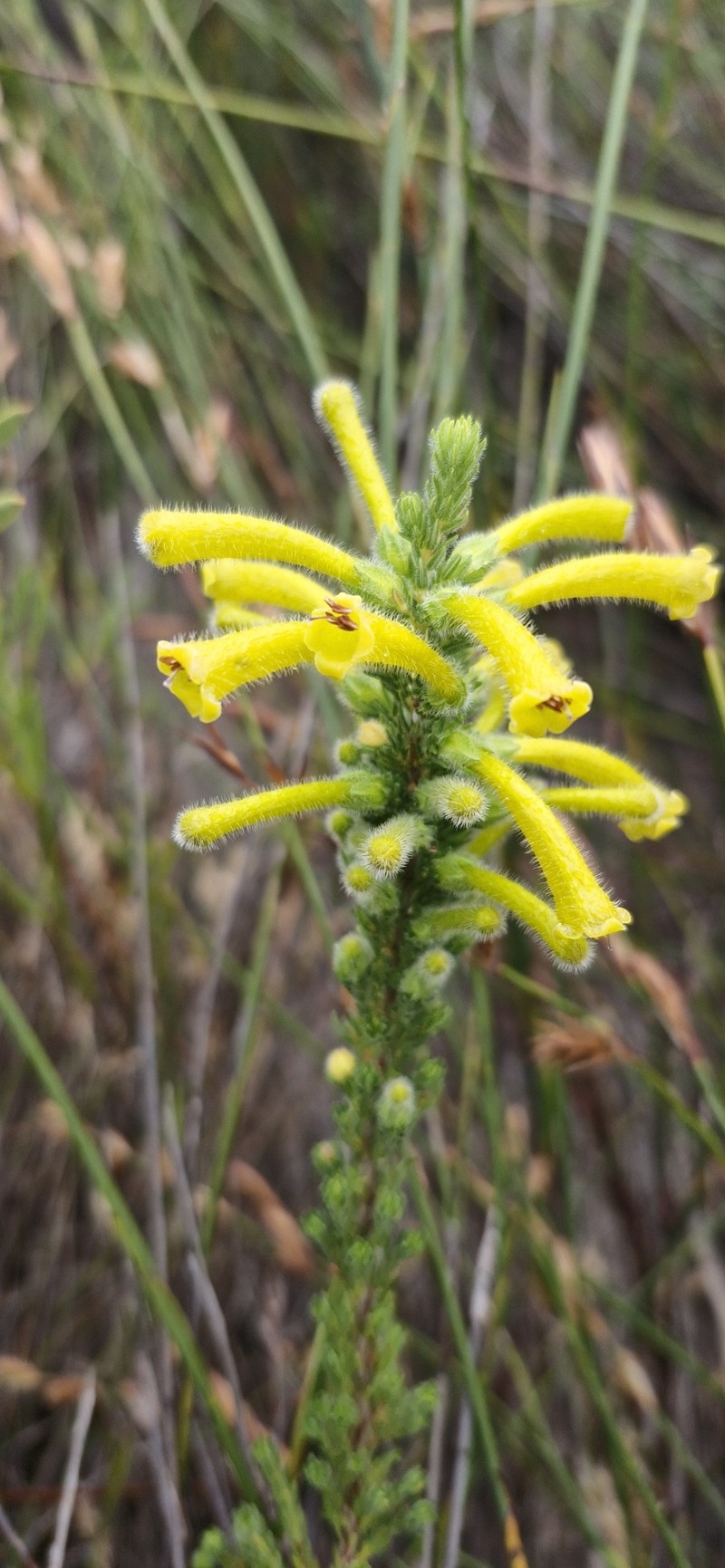 Erica stagnalis subsp. stagnalis photo 2