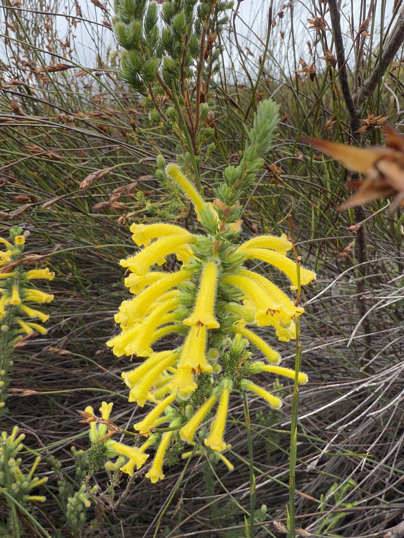 Erica stagnalis subsp. stagnalis photo 3