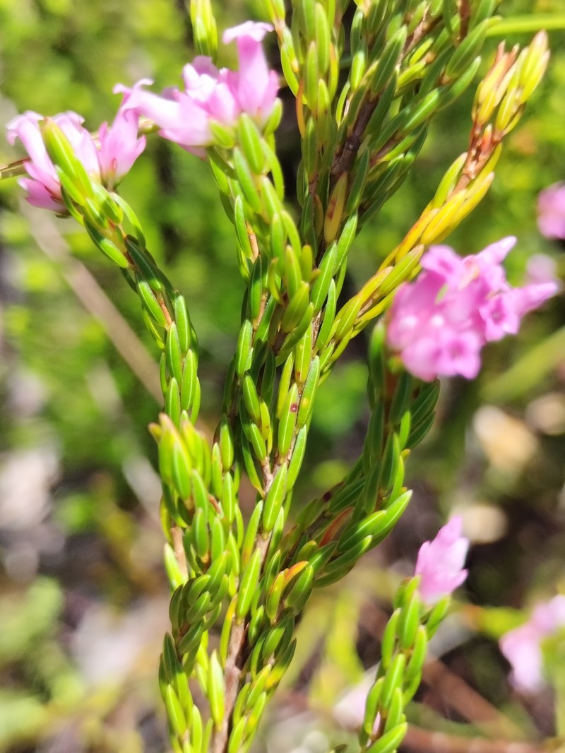 Erica steinbergiana var. steinbergiana