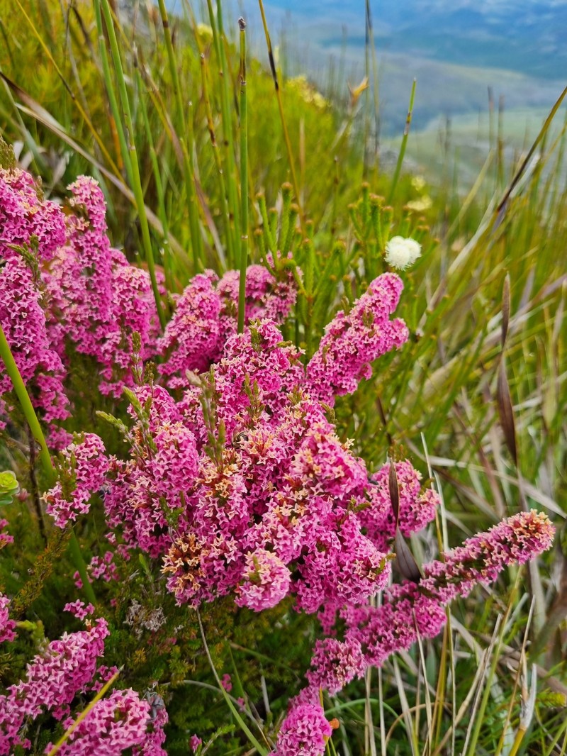 Erica steinbergiana var. steinbergiana photo 2