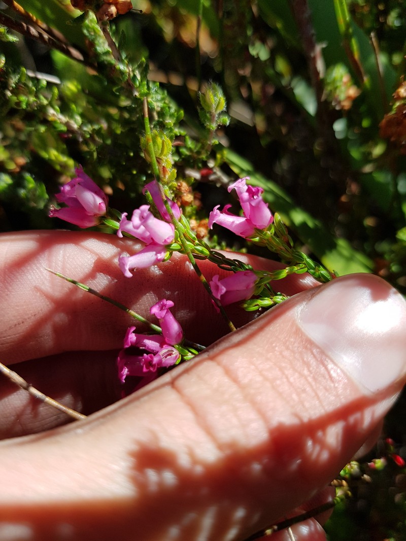 Erica steinbergiana var. steinbergiana photo 3