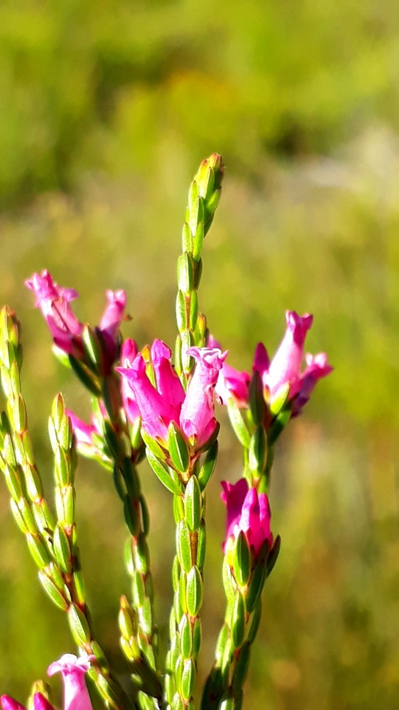 Erica steinbergiana var. steinbergiana photo 4