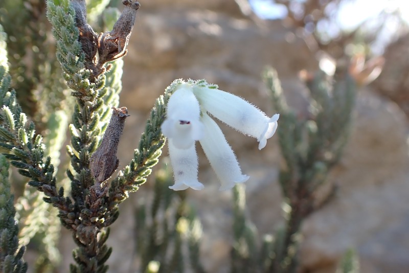 Erica strigilifolia var. strigilifolia