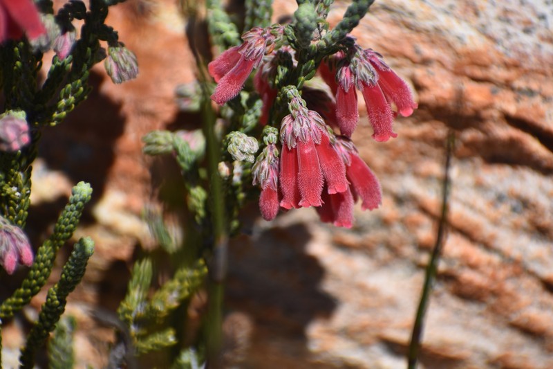 Erica strigilifolia var. strigilifolia photo 3