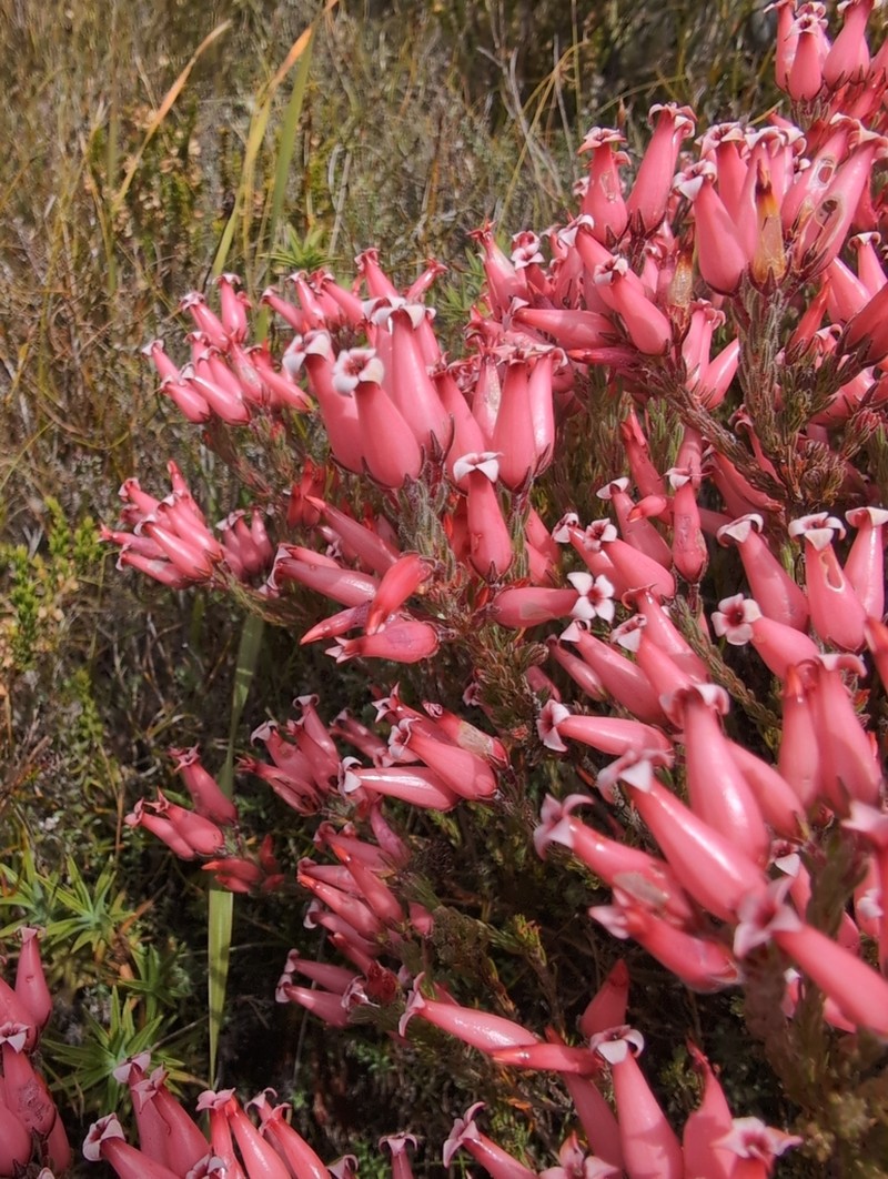 Erica supranubia