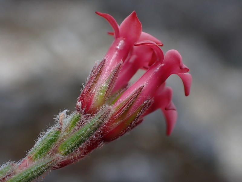 Erica supranubia photo 2