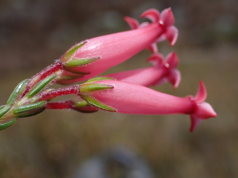 Erica supranubia photo 3