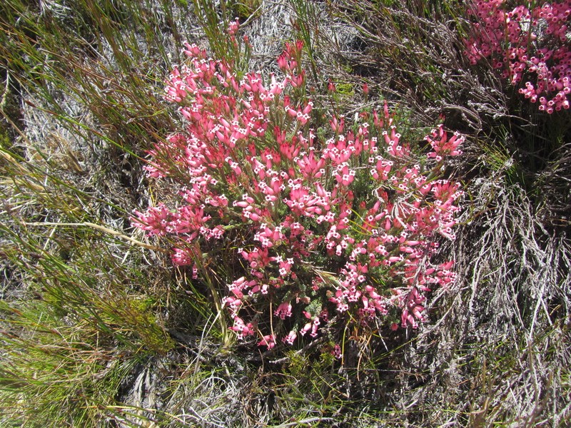Erica supranubia photo 4