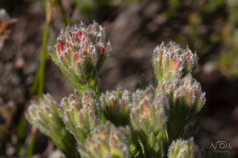 Erica supranubia photo 5