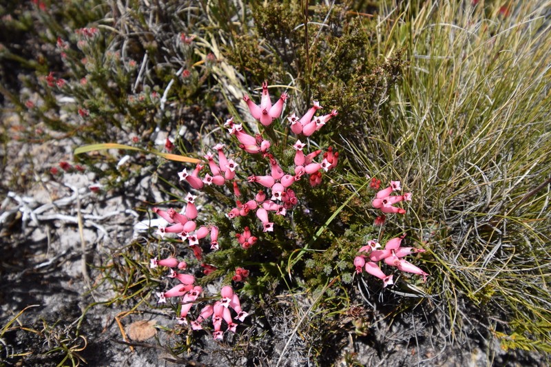 Erica supranubia photo 6