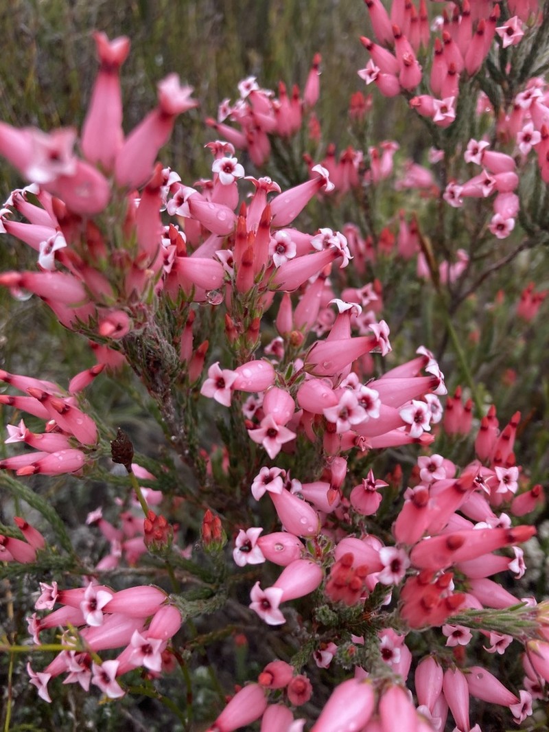 Erica supranubia photo 7