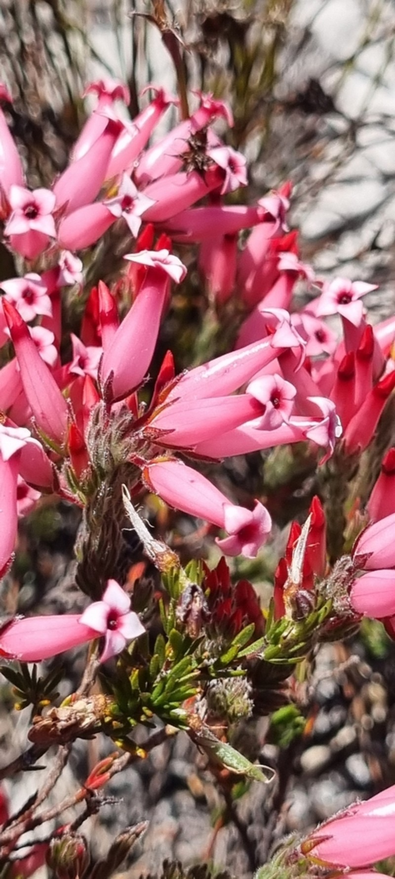 Erica supranubia photo 8