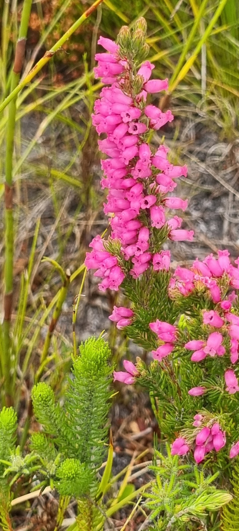 Erica tenella var. tenella