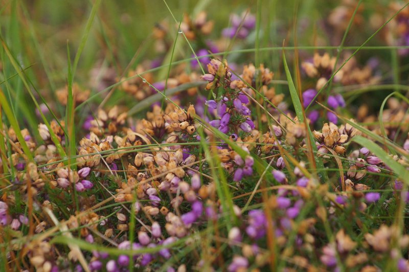 Crossleaf Heath photo 5