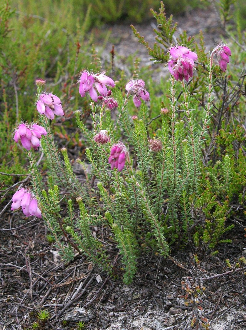 Crossleaf Heath
