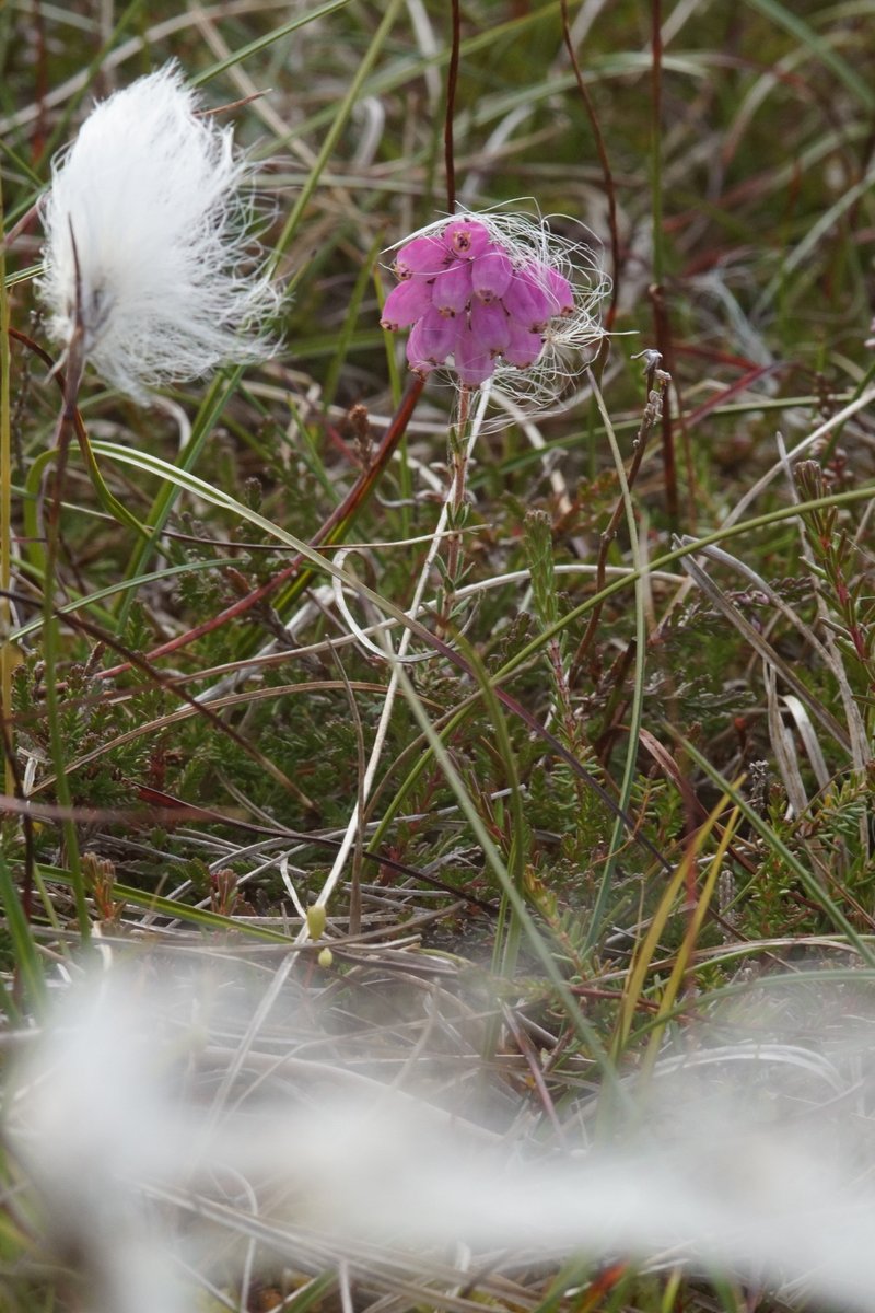 Crossleaf Heath photo 2