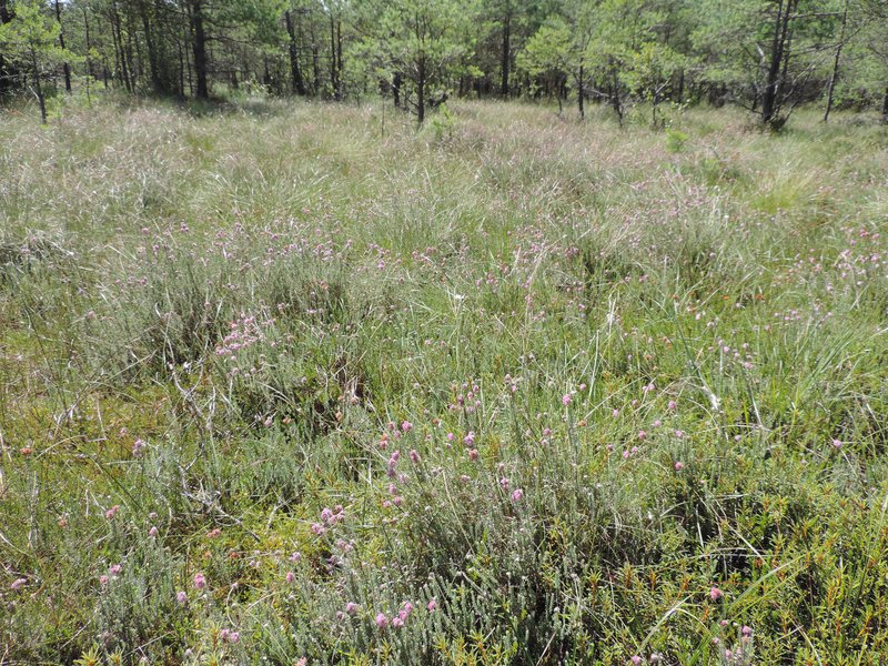 Crossleaf Heath photo 3