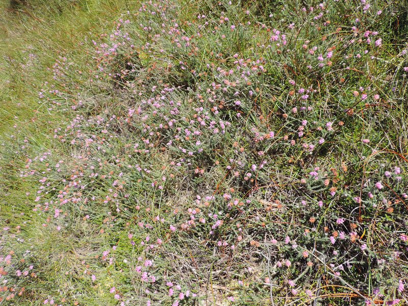Crossleaf Heath photo 4