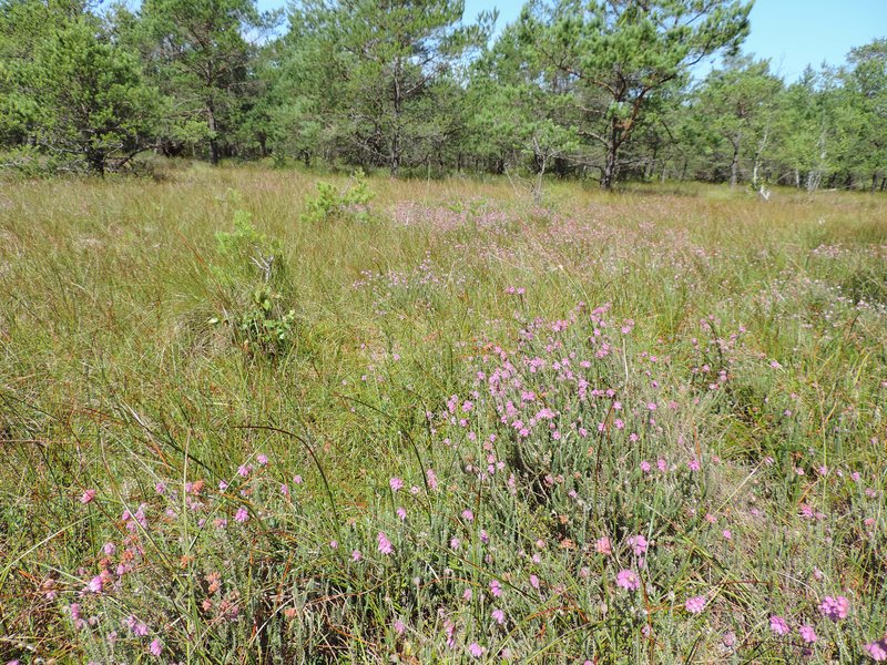 Crossleaf Heath photo 6