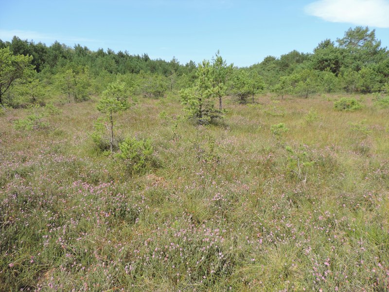 Crossleaf Heath photo 7
