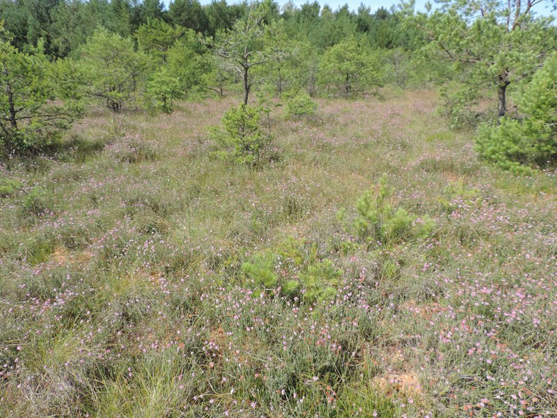 Crossleaf Heath photo 8