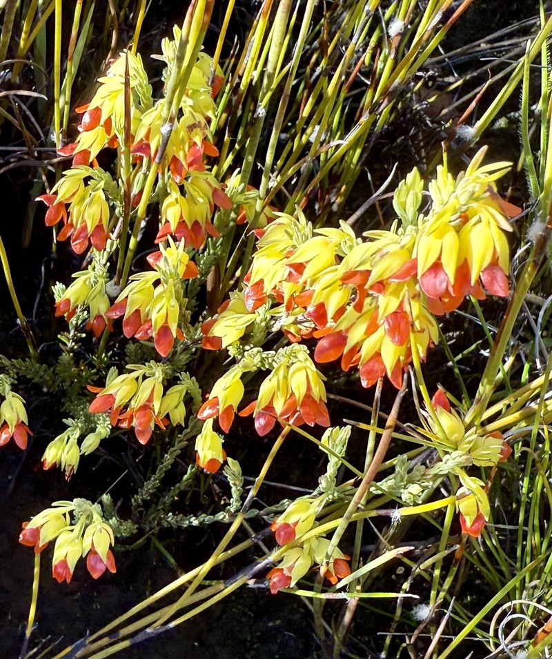 Erica thunbergii var. thunbergii