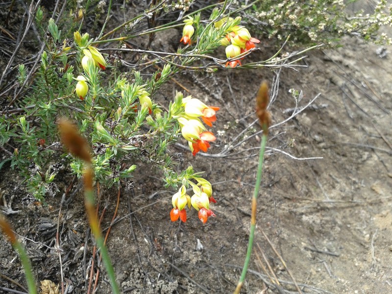 Erica thunbergii var. thunbergii photo 2
