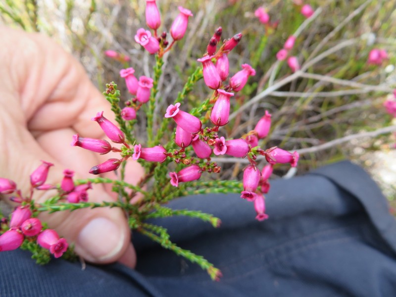 Erica trichroma var. trichroma
