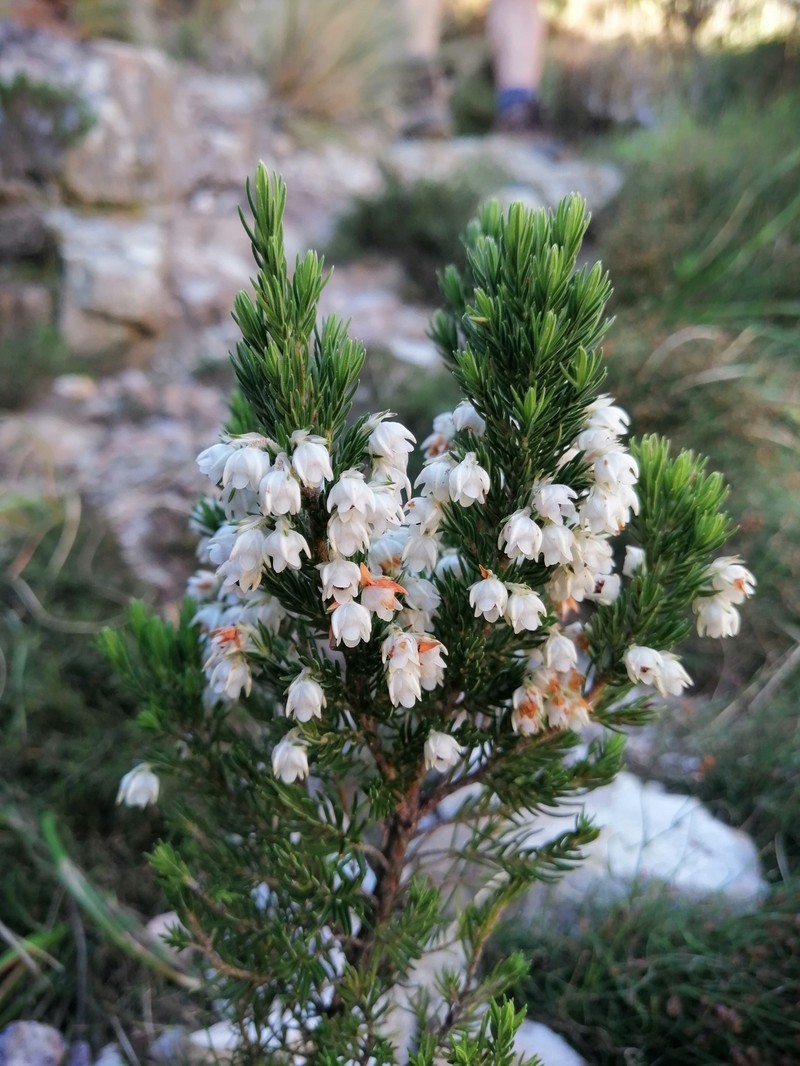 Erica triflora var. triflora