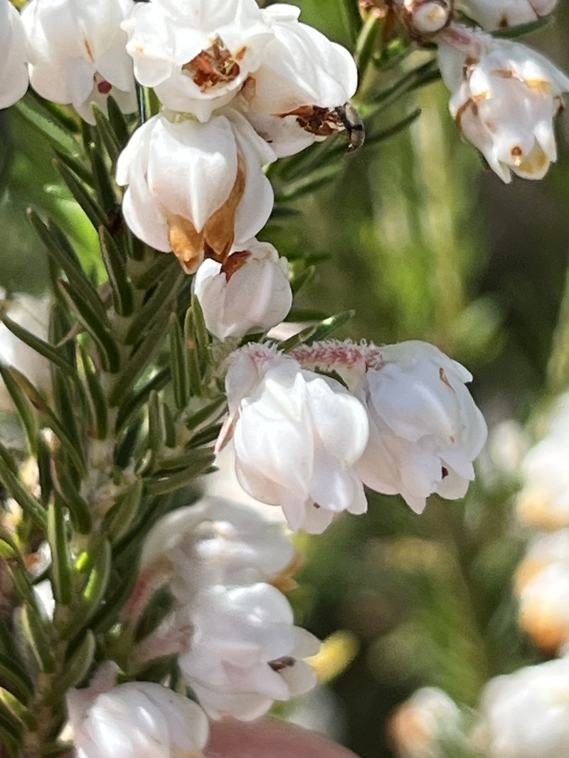 Erica triflora var. triflora photo 2