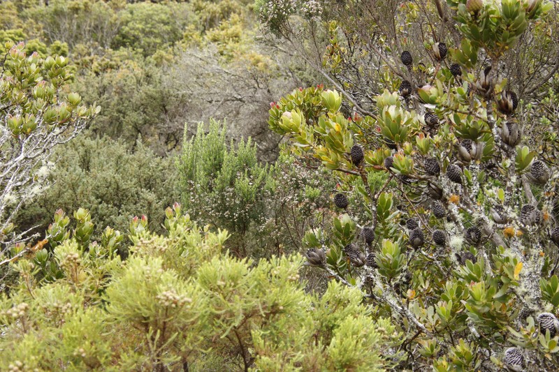 Erica triflora var. triflora photo 3