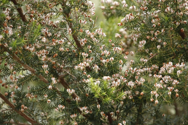 Erica triflora var. triflora photo 4