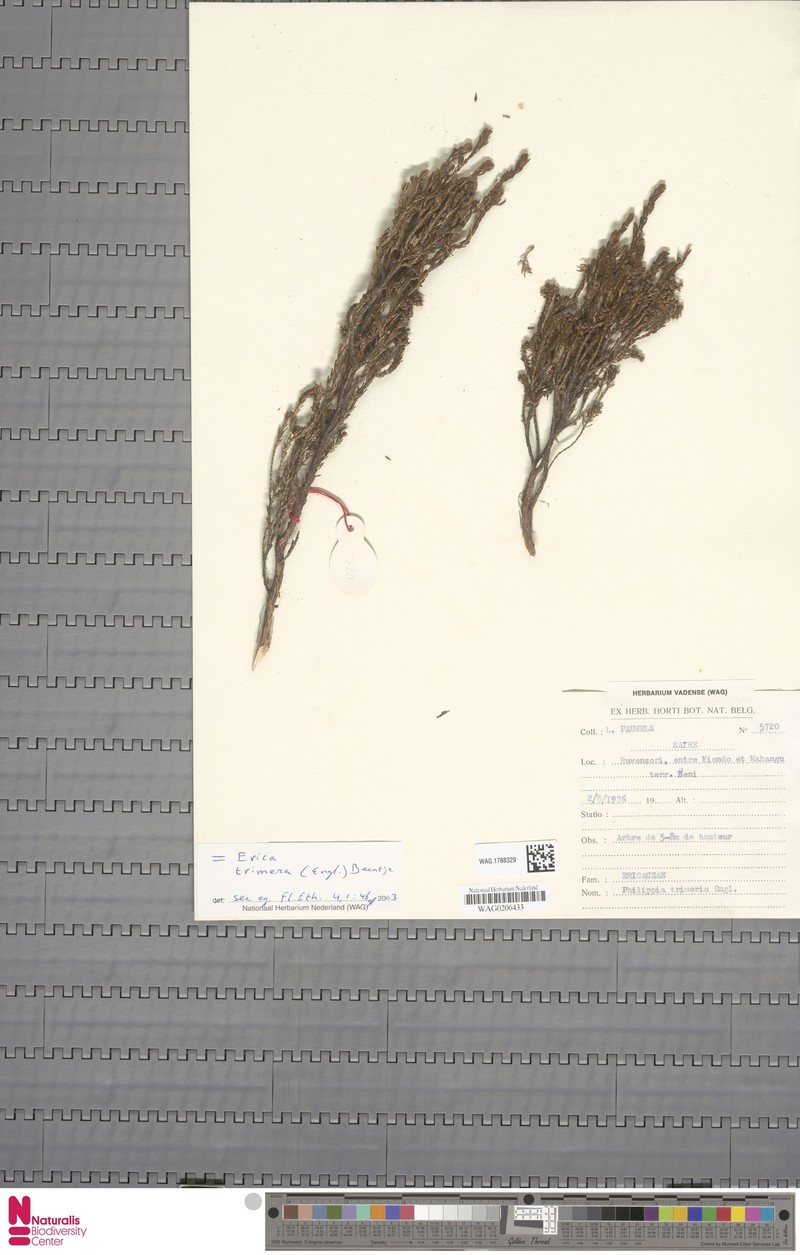 Erica trimera subsp. trimera