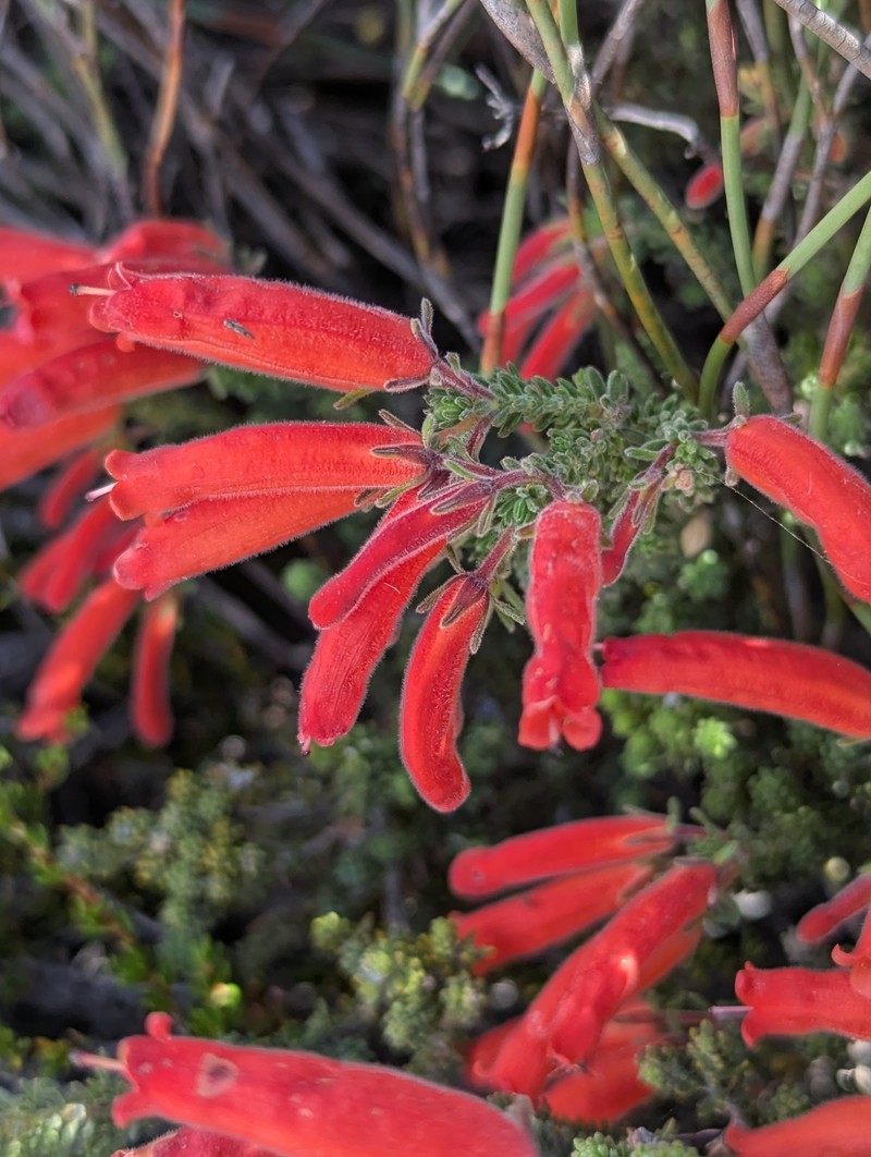 Erica tumida var. tumida