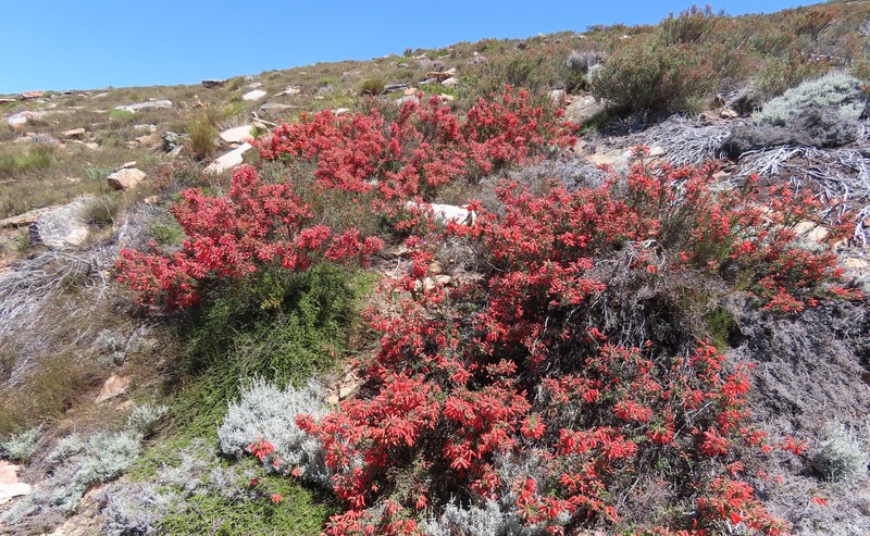 Erica tumida var. tumida photo 3