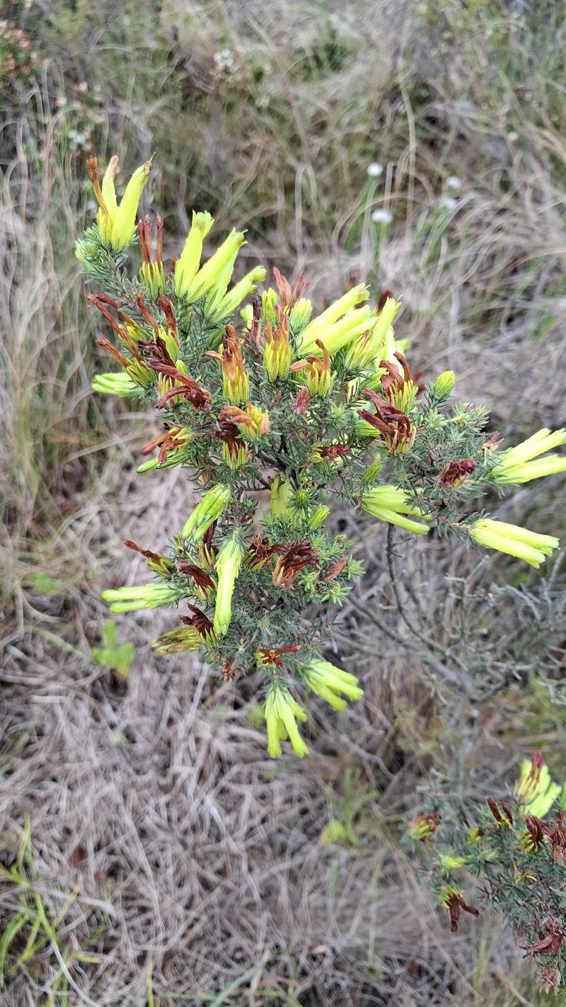 Erica unicolor subsp. unicolor