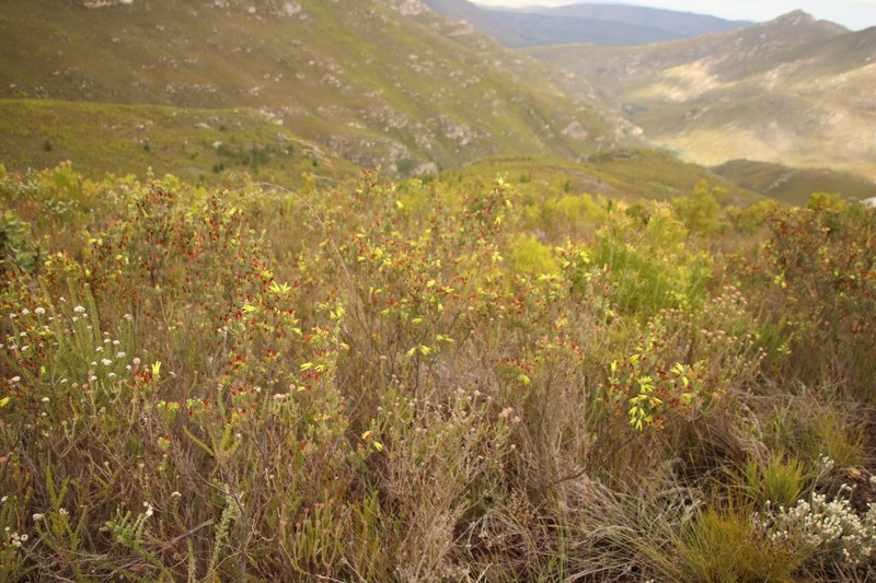 Erica unicolor subsp. unicolor photo 2