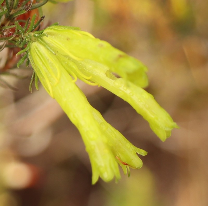Erica unicolor subsp. unicolor photo 3