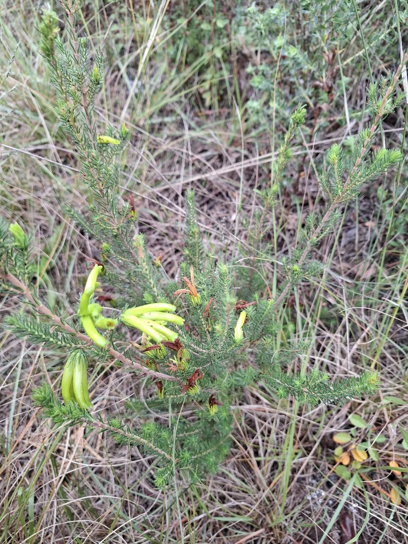 Erica unicolor subsp. unicolor photo 4