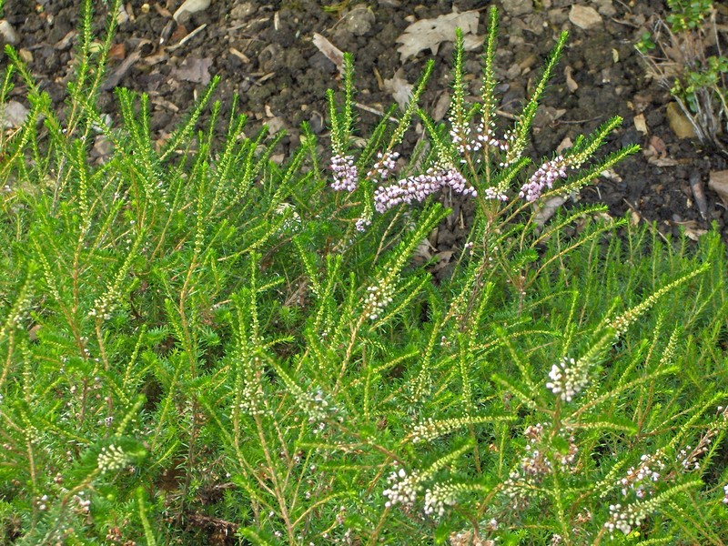 Cornish Heath photo 2