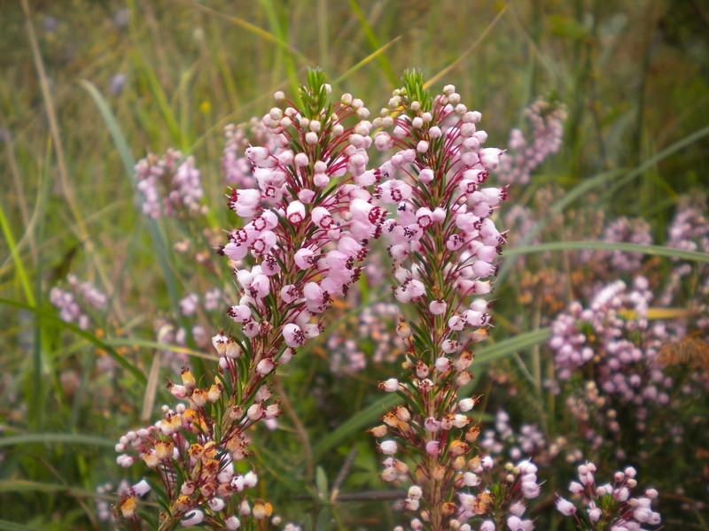 Cornish Heath photo 3
