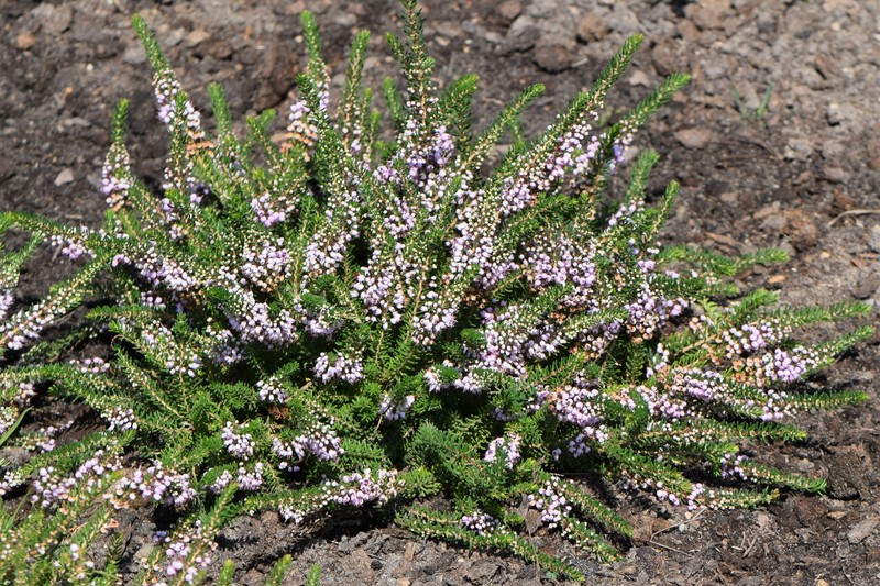 Cornish Heath photo 4