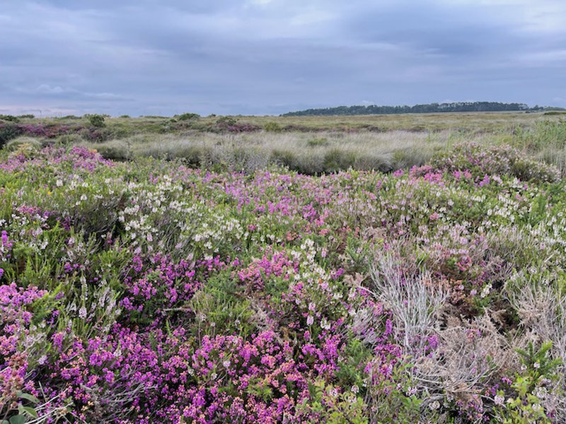 Cornish Heath photo 5