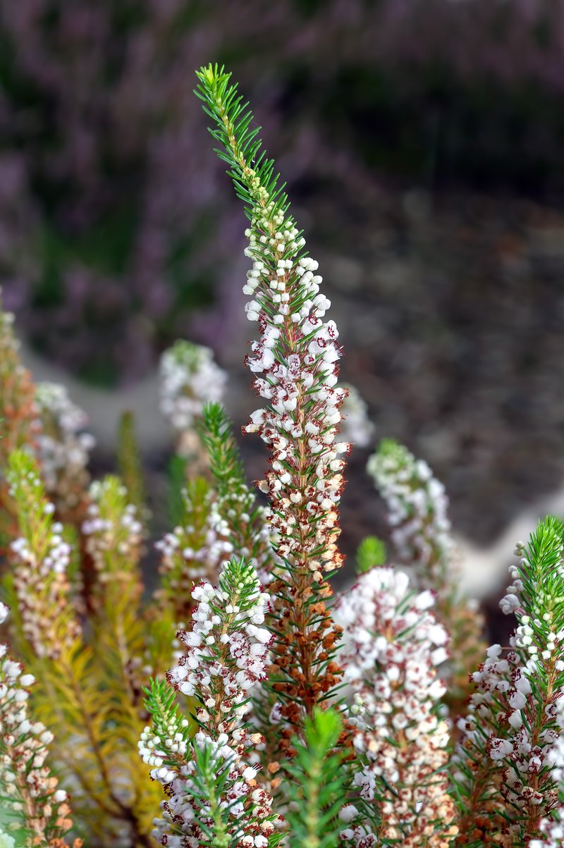 Cornish Heath photo 6