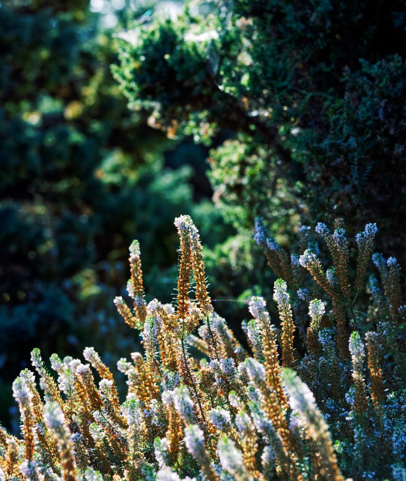 Cornish Heath photo 7